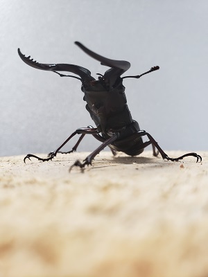 クワガタ